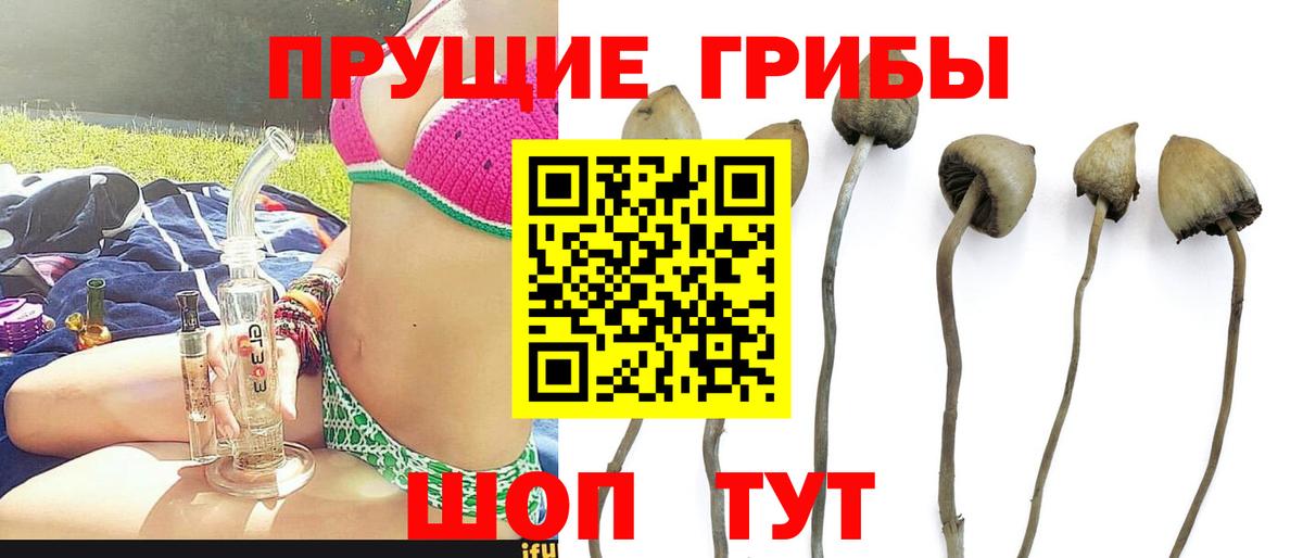 купить  цена  Вход с VPN  Элиста  Галлюциногенные грибы мицелий 
